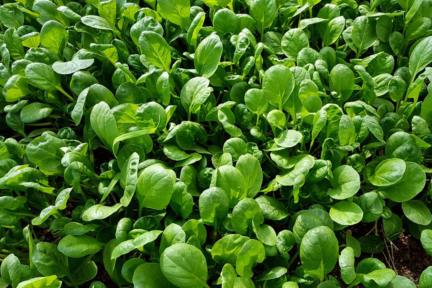 tatsoi1_2