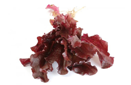 lattughino_rosso